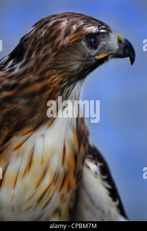 Buse à queue rouge profil portrait oiseau de proie Banque D'Images