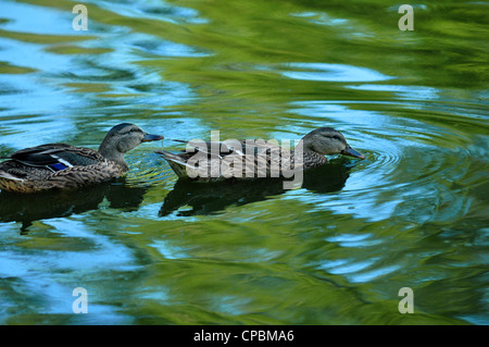 Deux canards en bois piscine en vert et bleu en raison de l'eau de bassin Banque D'Images