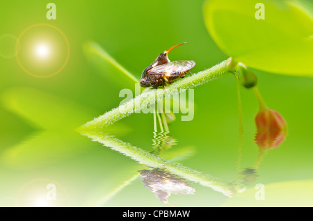 Insectes puceron vert dans la nature ou dans le jardin Banque D'Images