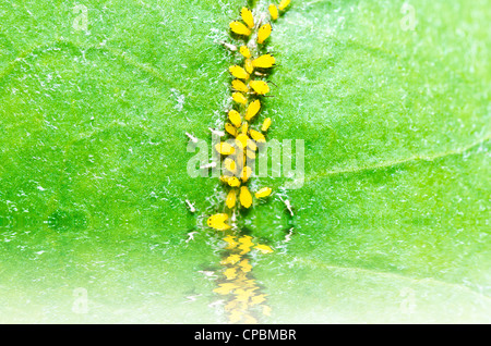 Insectes puceron vert dans la nature ou dans le jardin Banque D'Images