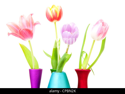 Tulipes colorées en néerlandais gros plan sur fond blanc Banque D'Images