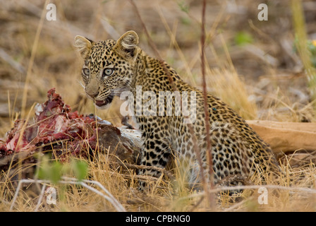 Leopard cub (Panthera pardus) manger de tué récemment Impala (Aepyceros melampus) dans le Parc National de Samburu, Kenya Banque D'Images