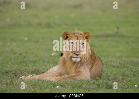 Jeune homme African Lion (Panthera leo) dans le Masai Mara, Kenya Banque D'Images