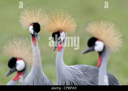 Dans Crowned-Cranes gris quatre danses de cour. Banque D'Images