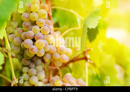 Tas de raisins Muscat vert sur l'heure du coucher du soleil à vigne Banque D'Images