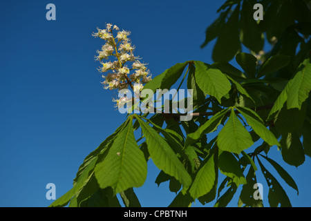 Le Marronnier en fleurs Rosskastanie - Aesculus hippocastanum Banque D'Images