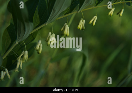 Polygonatum odoratum Solomons-Seal vue angulaire Banque D'Images