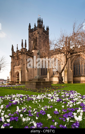 Crocus à l'extérieur de la Cathédrale de Manchester au printemps, Manchester, Angleterre, RU Banque D'Images