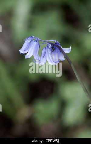 Bluebell Hyacinthoides non-scriptus close-up of flowers Banque D'Images