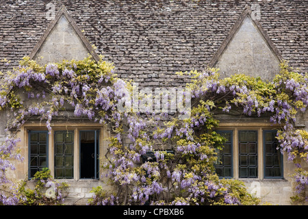 Wisteria entourant les fenêtres de l'hôtel Bay Tree dans la ville de Burford Cotswolds. Banque D'Images