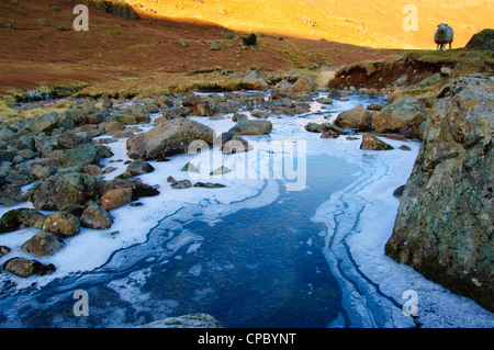 Moutons Herdwick et la glace en Easedale, près de Grasmere, Lake District Banque D'Images