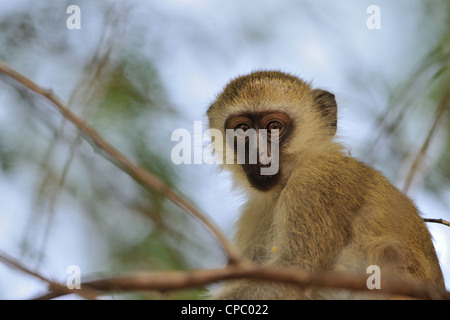 - Un singe singe grivet - green monkey - Savanna monkey (Chlorocebus pygerythrus) jeune mâle dans un arbre au lac Baringo Banque D'Images