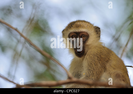 - Un singe singe grivet - green monkey - Savanna monkey (Chlorocebus pygerythrus) jeune mâle dans un arbre au lac Baringo Banque D'Images