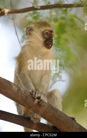 - Un singe singe grivet - green monkey - Savanna monkey (Chlorocebus pygerythrus) jeune mâle dans un arbre au lac Baringo Banque D'Images