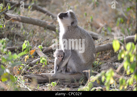 - Un singe singe grivet - green monkey - Savanna monkey (Chlorocebus pygerythrus) mother & son jeune ar Nakuru NP Banque D'Images