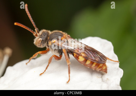 Nomad (abeille Nomada sp.) Banque D'Images