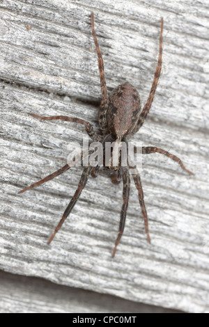 Wolf Spider (Gladicosa pulchra) - mâle sur un journal au bord d'une zone forestière Banque D'Images