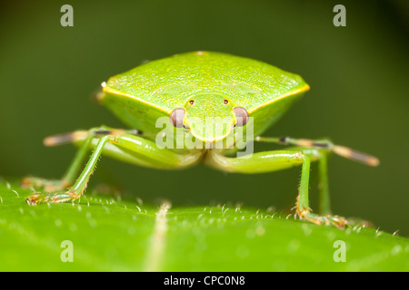 Une vue d'un Green Stink Bug (Chinavia hilaris) perché sur une feuille. Banque D'Images