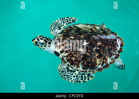 Tortue de Mer tortue imbriquée Eretmochelys imbricata Padre Island, Texas, United States 4 adultes en captivité Cheloniidae Avril Banque D'Images