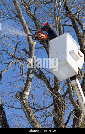 Un tree surgeon mic un érable à l'aide d'une tronçonneuse et d'un camion benne, le travailleur dispose de l'équipement de sécurité essentiel Banque D'Images