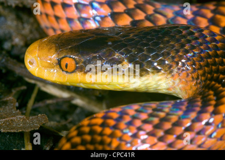 Serpent calico à tête jaune (Oxyrhopus formosus) Banque D'Images