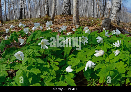 Anémone altaica sauvages fleurs alpines. L'Altaï Russie Sibérie Banque D'Images