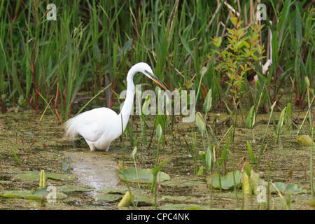 Grande Aigrette à chercher de la nourriture dans un marais Banque D'Images