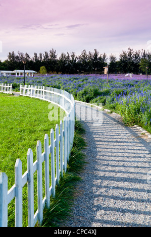 Jardin chemin à travers champ de lavande Banque D'Images