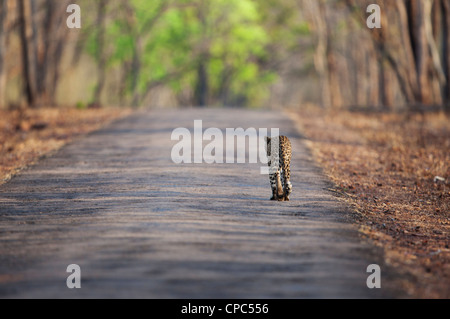 Leopard marcher dans la forêt de Tadoba Andhari Tiger Reserve. (Panthera pardus) Banque D'Images