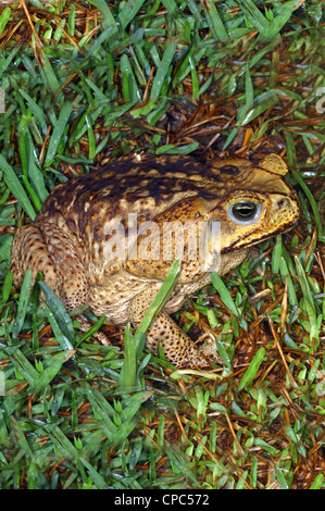 Marine Toad Rhinella marinus Guanacaste, Costa Rica 16 octobre Bufonidae adultes anciennement Bufo marinus. Banque D'Images