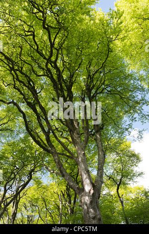 Fagus sylvatica. Les hêtres dans la campagne du Devon. L'Angleterre Banque D'Images