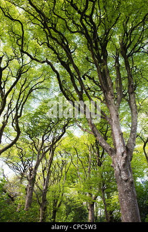 Fagus sylvatica. Les hêtres dans la campagne du Devon. L'Angleterre Banque D'Images