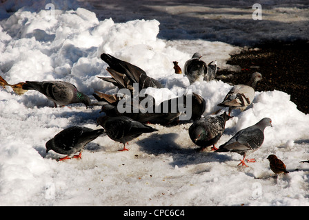 pigeons dans la neige Banque D'Images