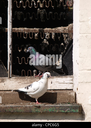 Pigeon Columba livia, UK Banque D'Images