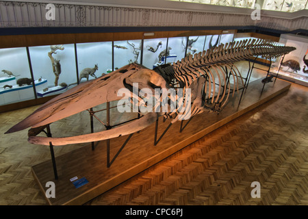 Squelette d'une baleine dans le musée d'histoire naturelle à l'Université de Wroclaw. La Pologne. Banque D'Images