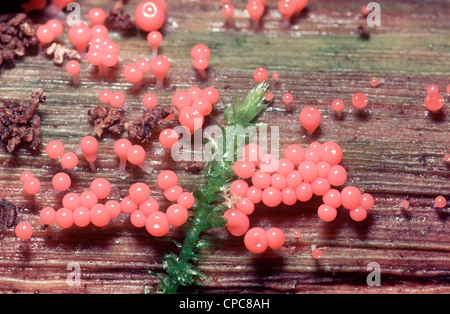 Myxomycète (Trichia decipiens) organes de fructification sur un journal UK Banque D'Images