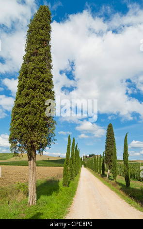 Villa Vineyard et cypress tree entrée bordée d près de Colle di Val d'Elsa Toscane Italie Europe de l'UE Banque D'Images