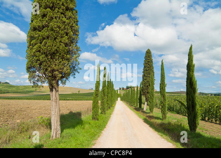 Villa Vineyard et cypress tree entrée bordée d près de Colle di Val d'Elsa Toscane Italie Europe de l'UE Banque D'Images