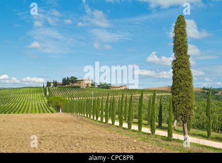 Villa Vineyard et cypress tree entrée bordée d près de Colle di Val d'Elsa Toscane Italie Europe de l'UE Banque D'Images