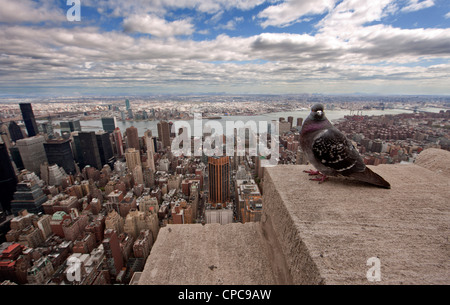 Pigeon sur l'Empire State Building. Manhattan, New York, USA. Banque D'Images