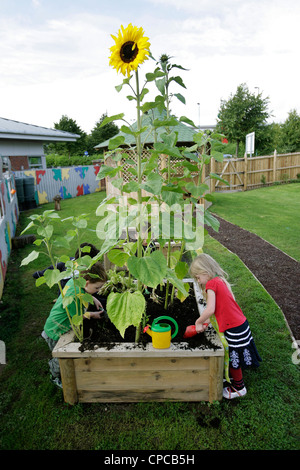 Les enfants la plantation d'une pépinière de tournesol dans une école à Birmingham, Royaume-Uni Banque D'Images