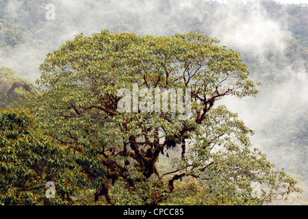 Misty cloudforest dans les Andes équatoriennes Banque D'Images