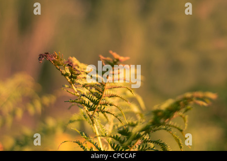 Close up of fern dans la lumière du soleil. Banque D'Images