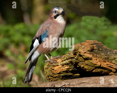 Eurasian jay perché sur log Banque D'Images