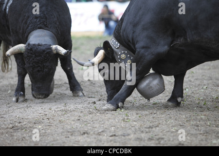 Combat de reines festival a lieu à Aproz, dans le canton du Valais en Suisse pour trouver le 'Reine des vaches' Banque D'Images