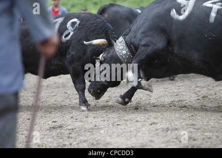 Combat de reines festival a lieu à Aproz, dans le canton du Valais en Suisse pour trouver le 'Reine des vaches' Banque D'Images