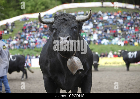 Combat de reines festival a lieu à Aproz, dans le canton du Valais en Suisse pour trouver le 'Reine des vaches' Banque D'Images