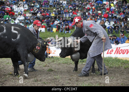 Combat de reines festival a lieu à Aproz, dans le canton du Valais en Suisse pour trouver le 'Reine des vaches' Banque D'Images