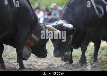 Combat de reines festival a lieu à Aproz, dans le canton du Valais en Suisse pour trouver le 'Reine des vaches' Banque D'Images