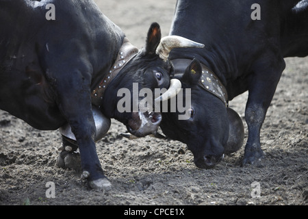 Combat de reines festival a lieu à Aproz, dans le canton du Valais en Suisse pour trouver le 'Reine des vaches' Banque D'Images